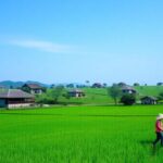 Pemandangan pedesaan dengan ladang hijau dan rumah tradisional.